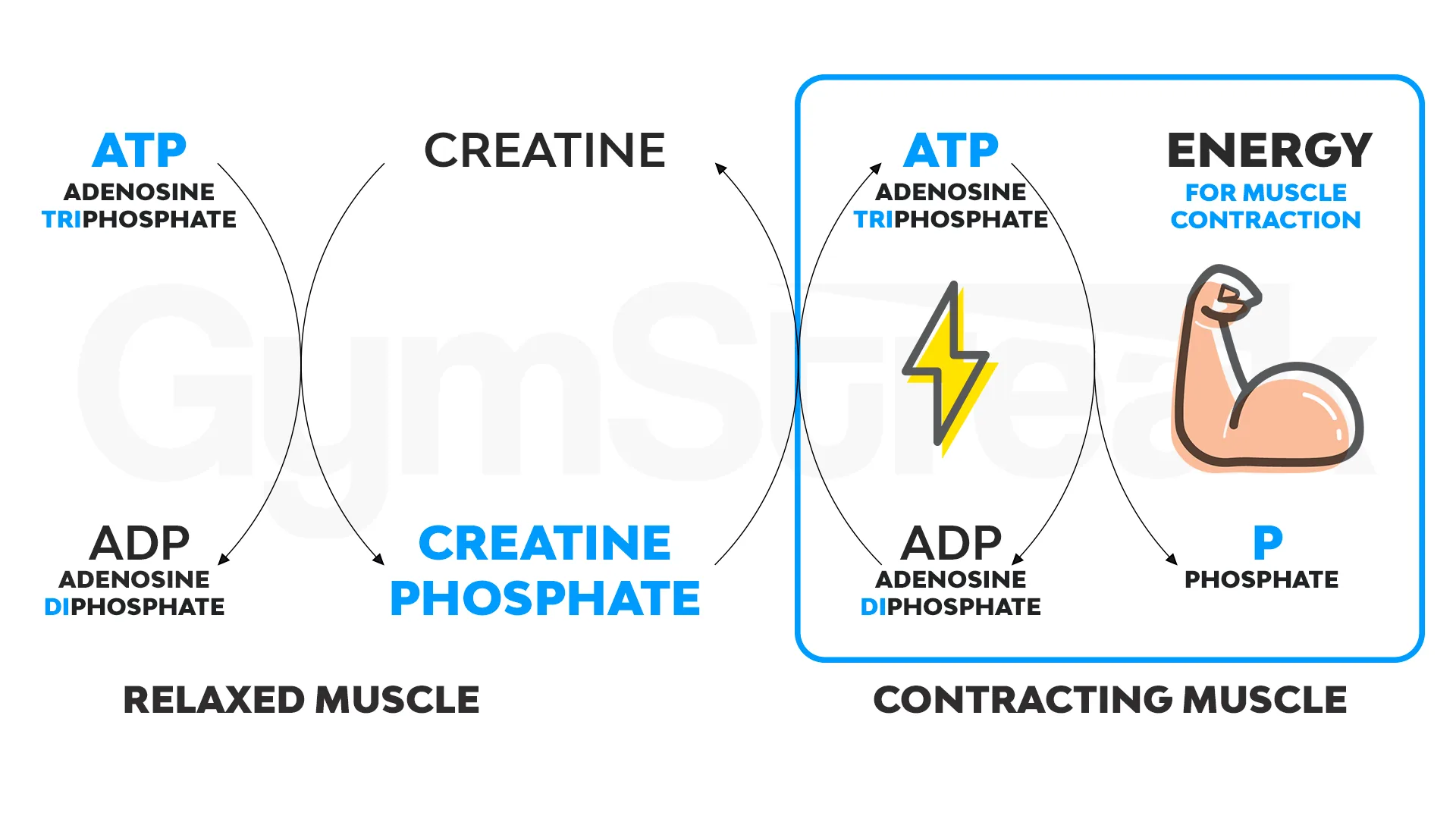 Simplified ATP cycle diagram