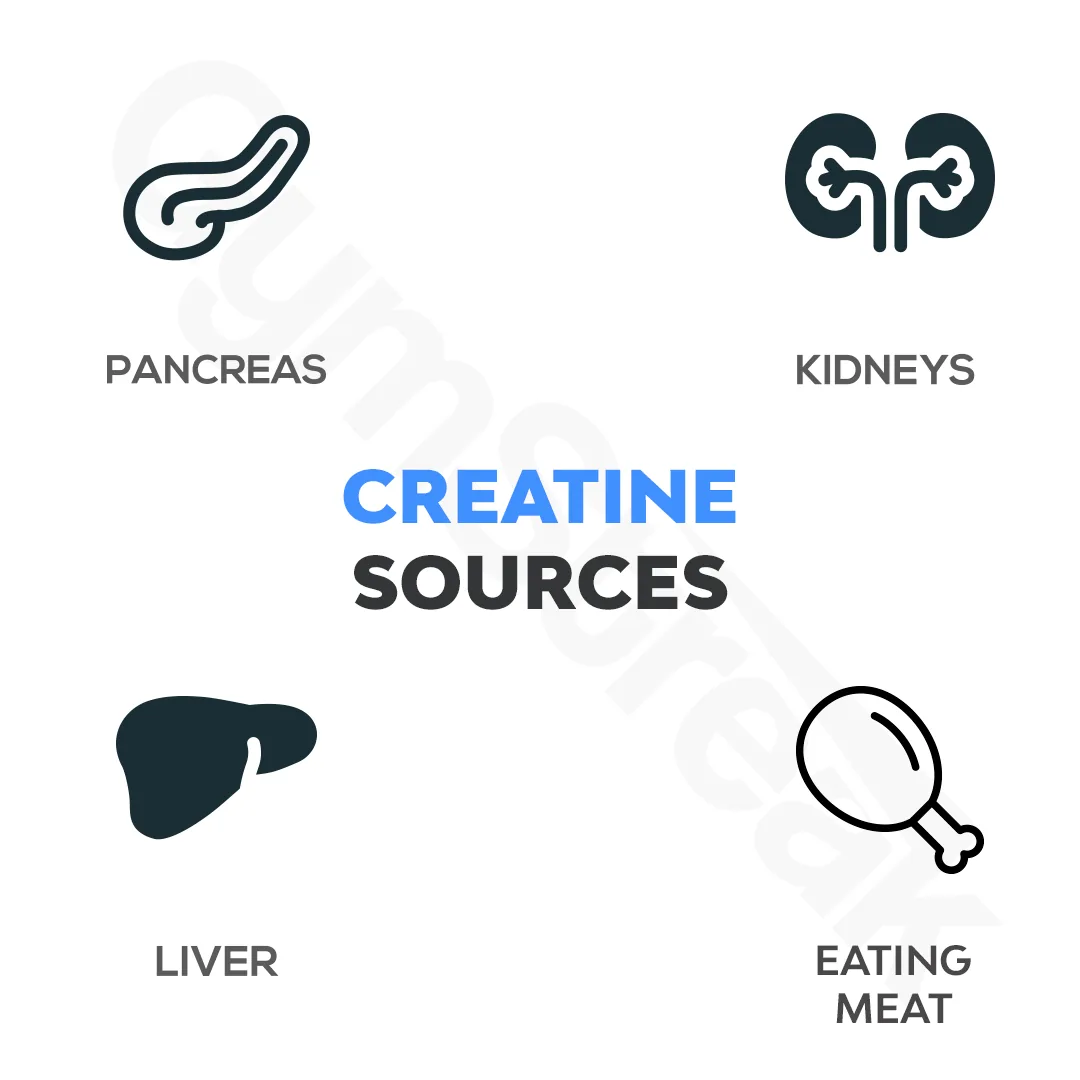 Diagram Showing Sources of Creatine in and outside the body